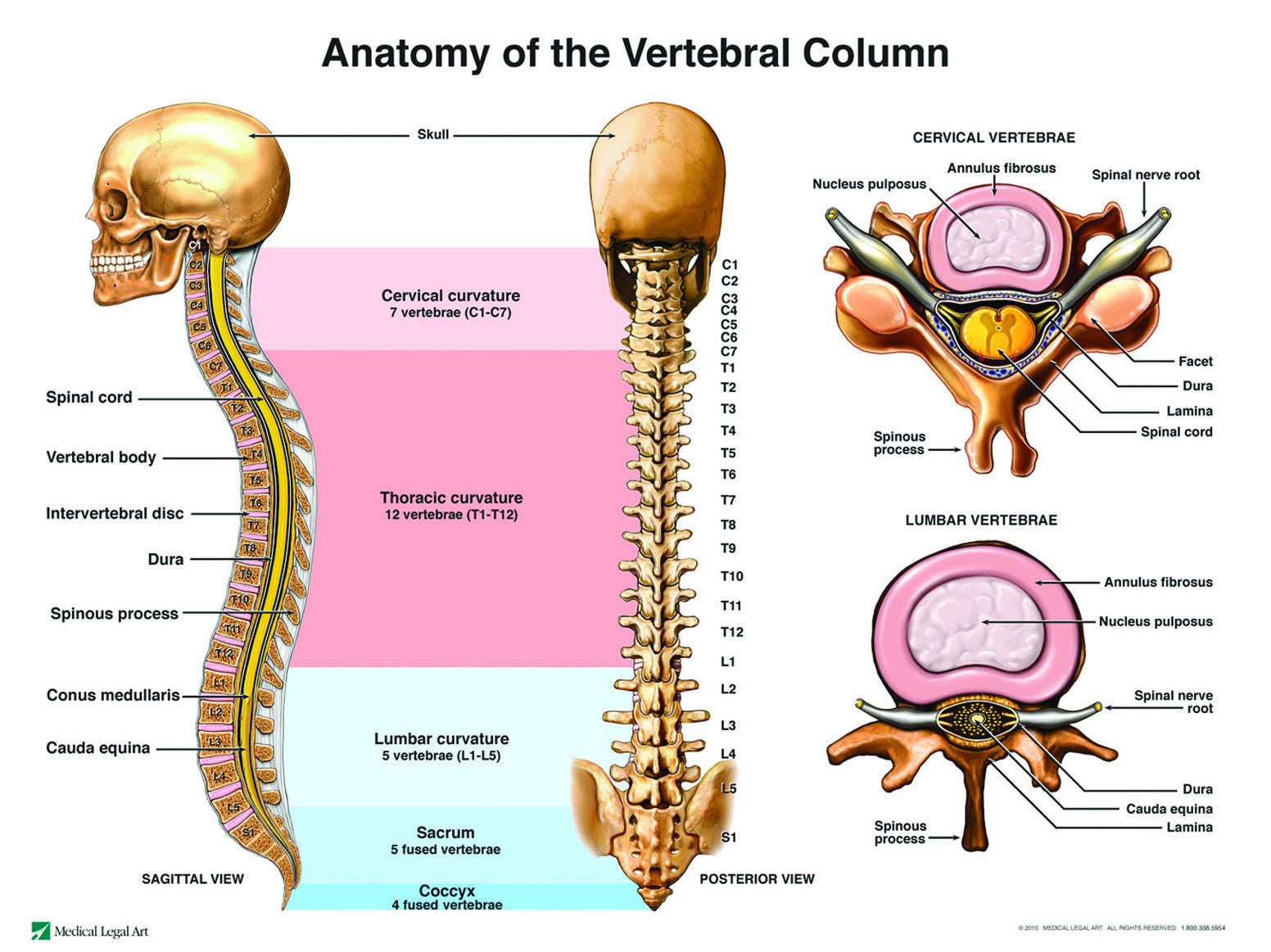 Trauma and the Degenerated Spinal Discs - Adler Giersch PS